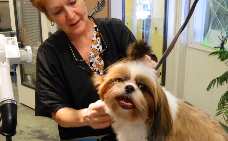 Paw Commons Dog Grooming