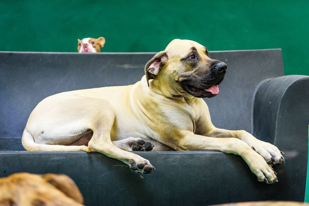 Why is My Dog Chewing My Couch Paw Commons Pet Resort Why is My Dog Chewing My Couch Paw Commons Pet Resort