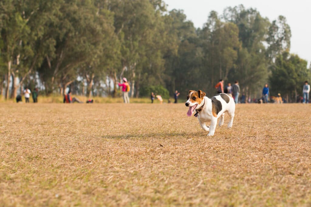 dog park san diego