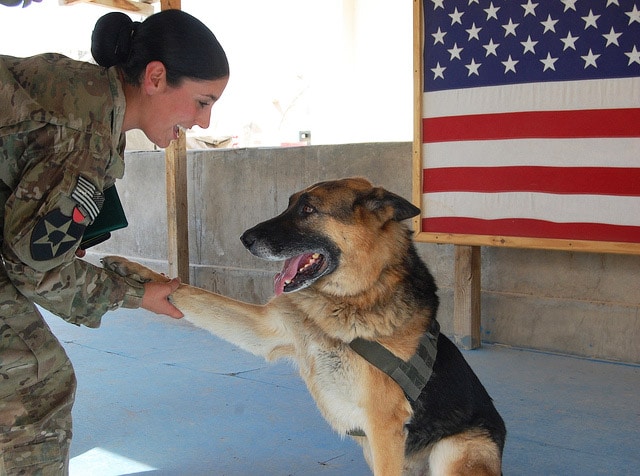 Service Dogs Local Veterans