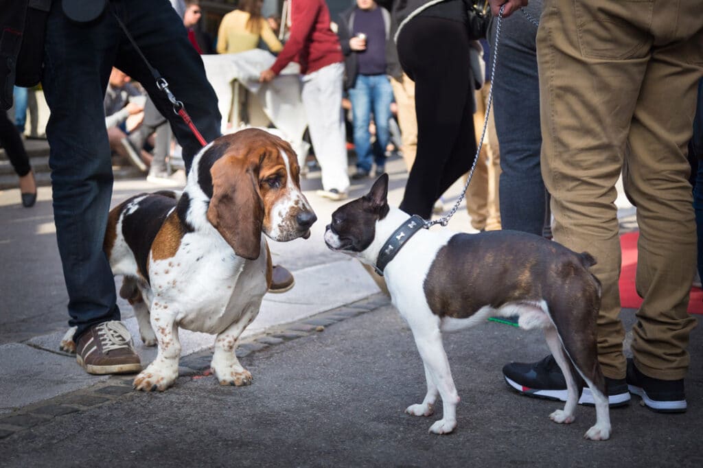 Dog Street Fair North County San Diego Paw Commons