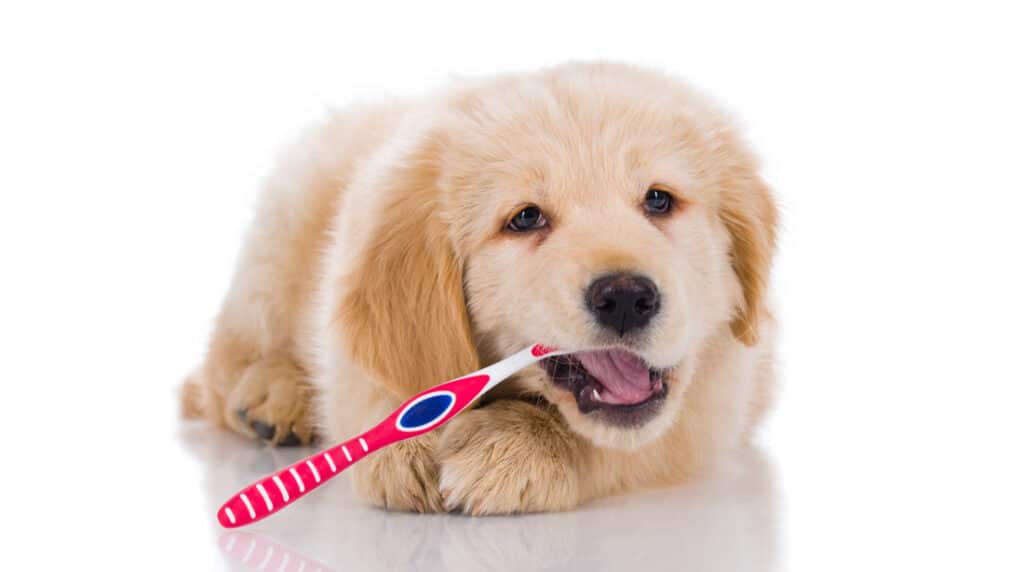 dog teeth cleaning