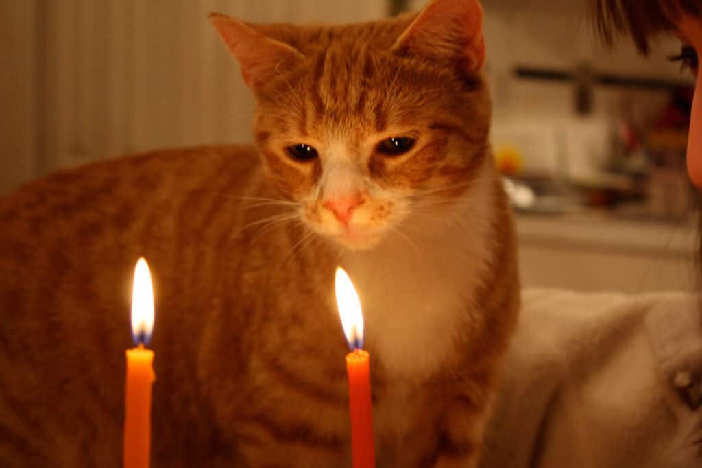 Cat Candle