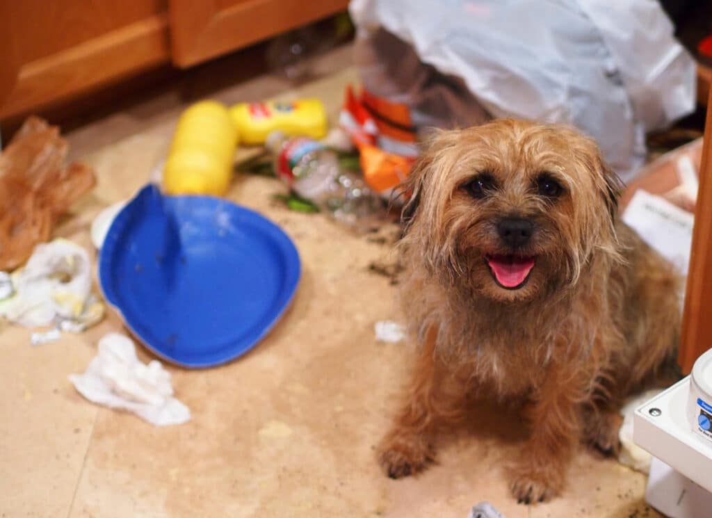 Smiling Dog Garbage