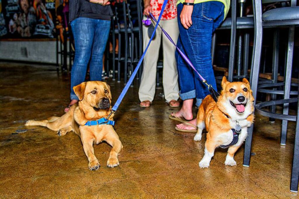 gilbert dog friendly restaurants