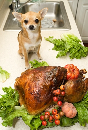 Dog and Thanksgiving Turkey