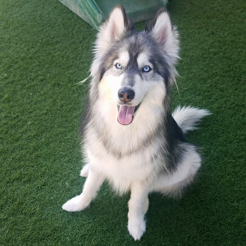 Smiling Dog Selfie