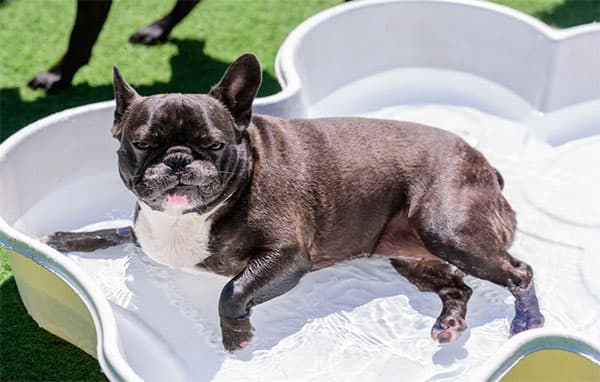 paw-commons-dog-boarding-luxury-suite-cropped Dog lying in a pool