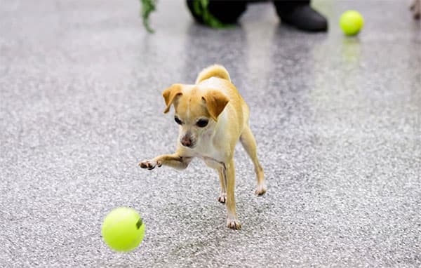 paw-commons-dog-boarding-tennis-ball Little dog playing with a tennis ball