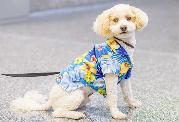 paw-commons-grooming-1 Groomed dog wearing a Hawaiian shirt