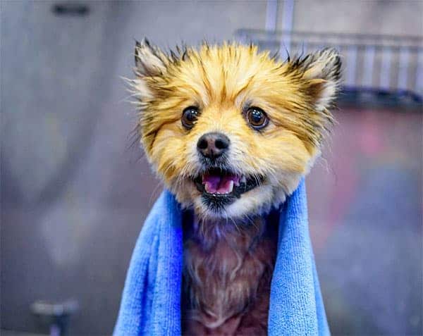 cute-dog-drying-off-after-a-bath Cute dog drying off after a bath
