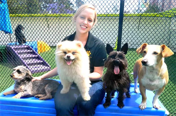 puppies-working-with-a-trainer Puppies working with a trainer