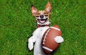 smiling dog holding a football