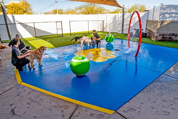 Overnight Dog Training Camp in Gilbert AZ - Paw Commons Pet Resort