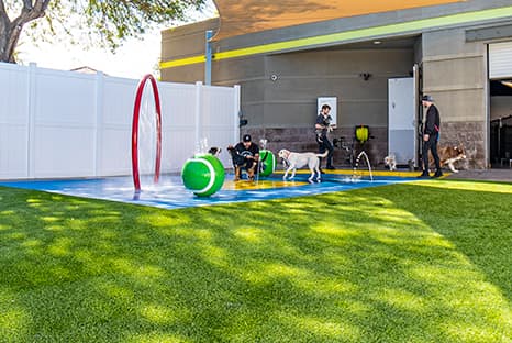 13+ Paw Commons Pet Resort Scottsdale