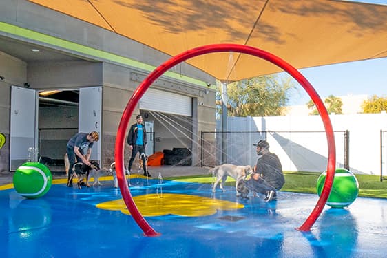 trainers working with dogs on the splashpad