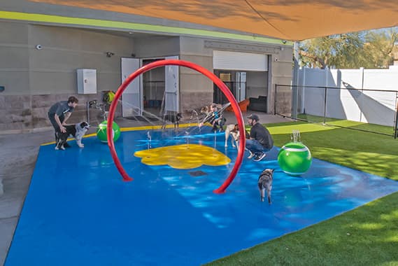 trainers working with dogs on the splashpad