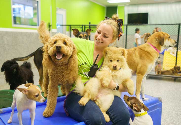 Woman playing with a group of dog