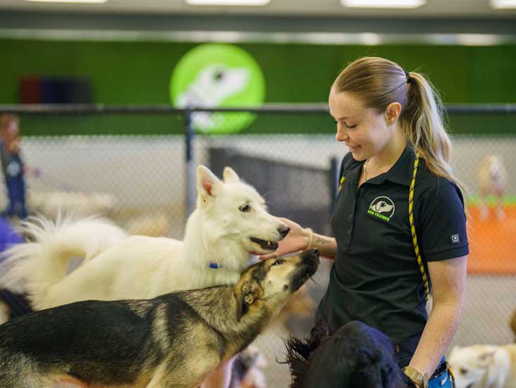 Staff playing with dogs in daycare