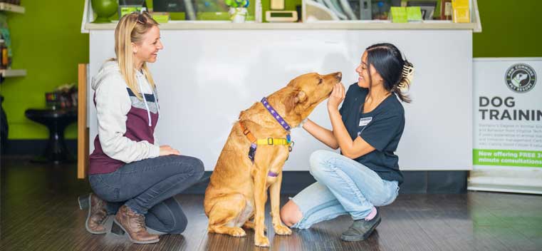 Greeting your dog at the front desk