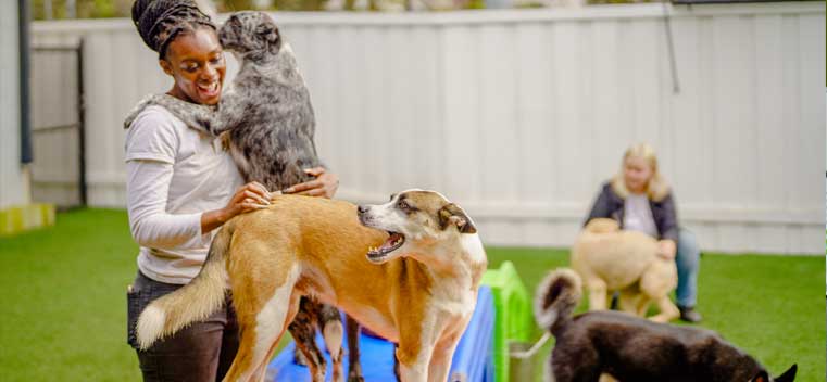 Staff playing with dogs in daycare