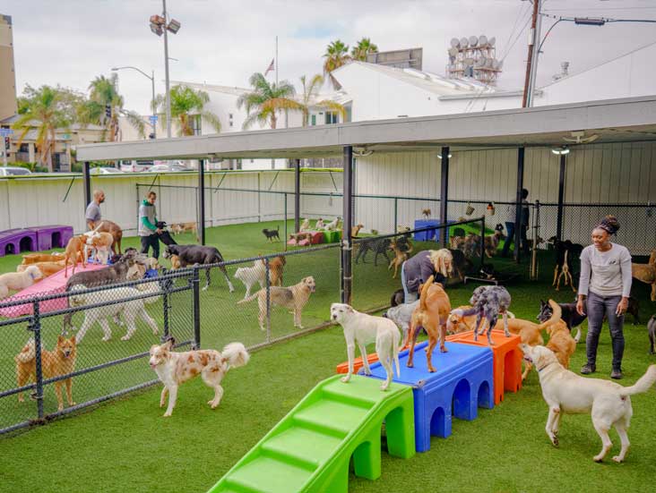 Group of dogs playing in the outdoor daycare
