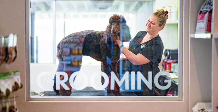 Dog grooming trimming a poodle's fur