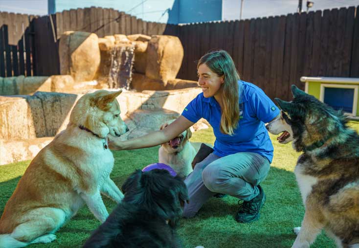 Staff playing with a group of dogs