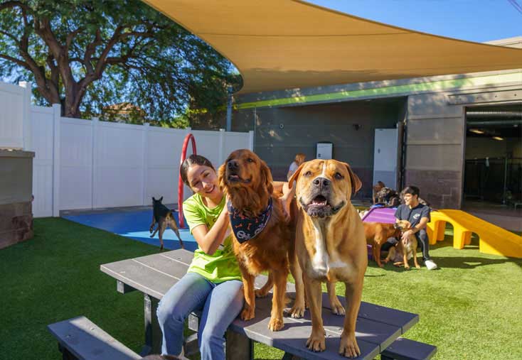 Staff hugging a golden retriever