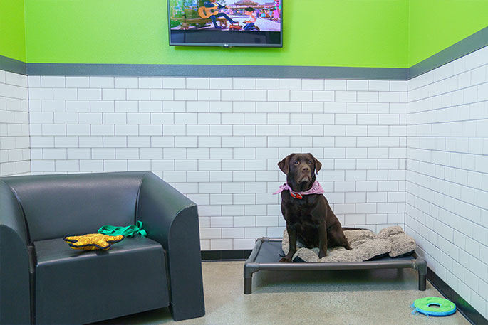 Dog sitting in a luxury suite