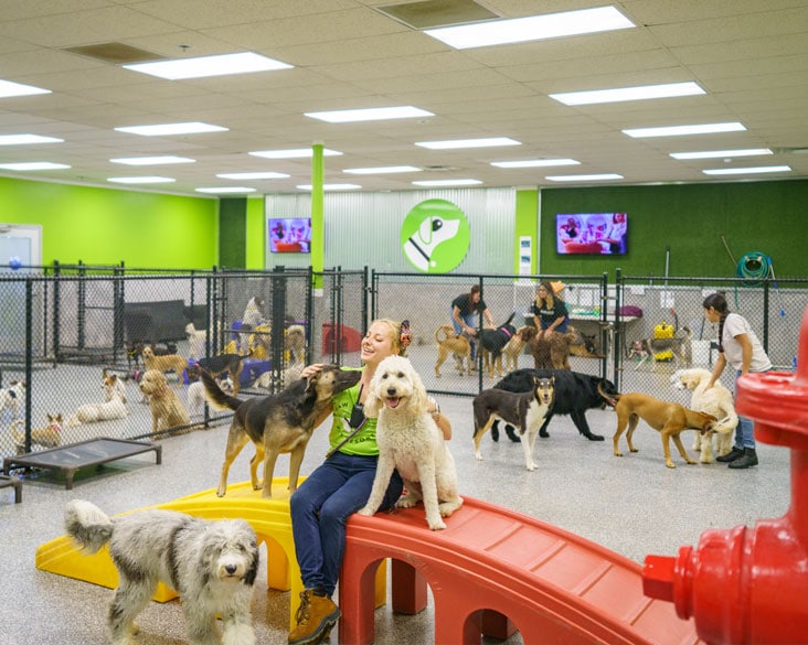 Dogs during daycare