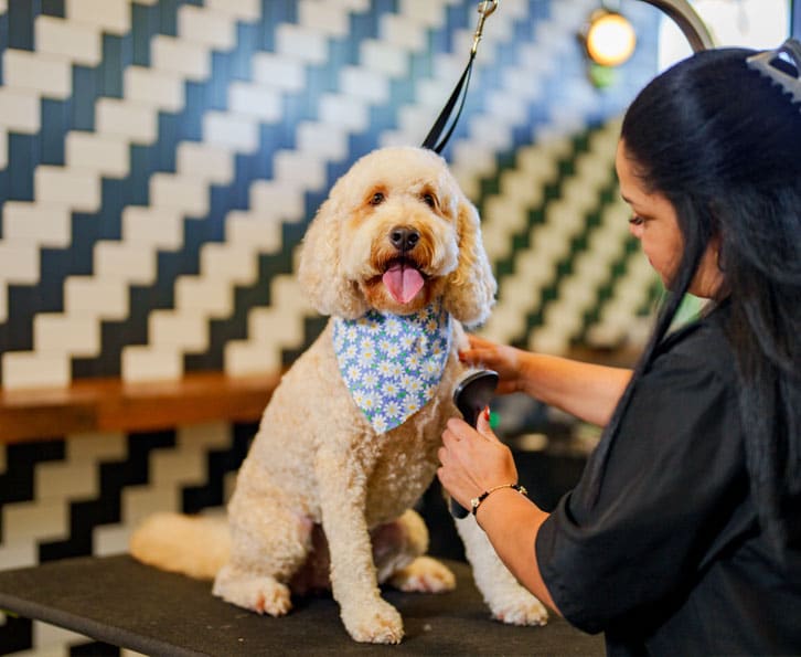 Dog after grooming