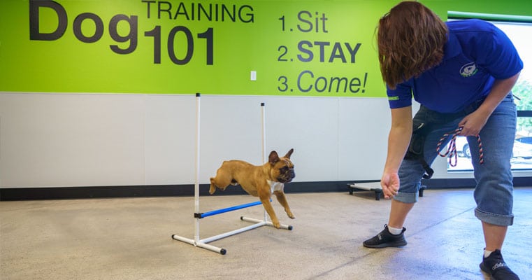 Small dog being trained to jump