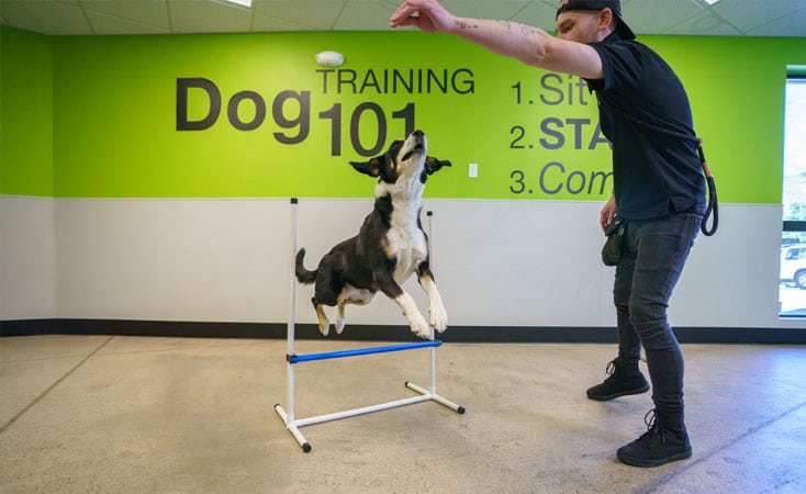 Dog during training