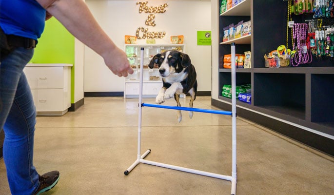 Dog jumping over a hurdle in training