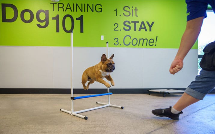 Training a small dog