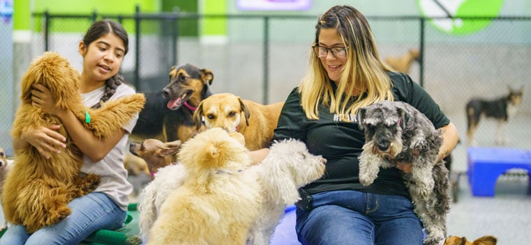 Staff playing with dogs in daycare