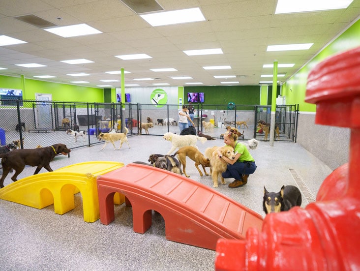 Staff hugging a dog in daycare