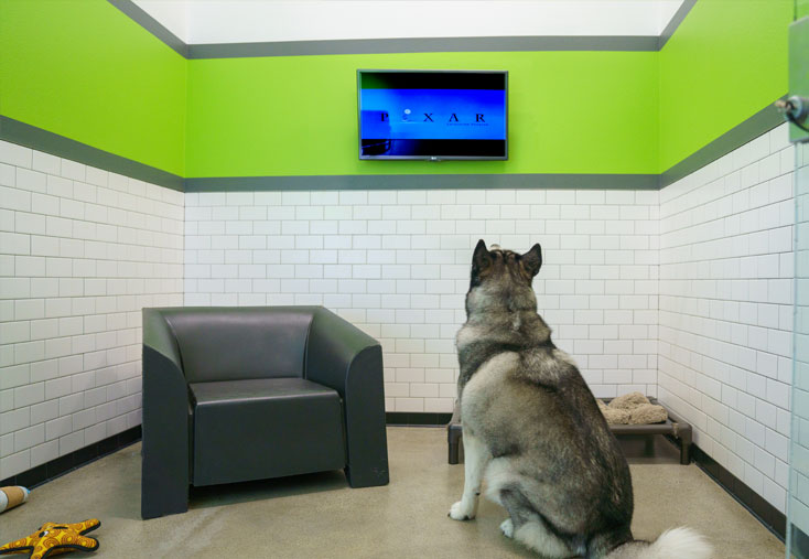 Dog watching a movie in the luxury suite