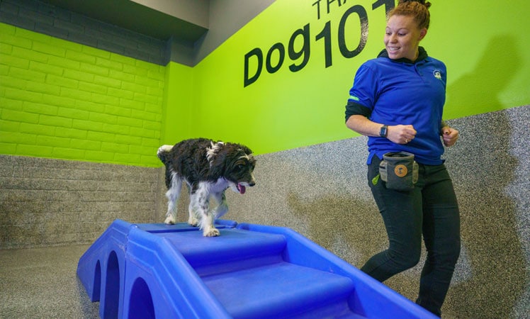 Dog on playground equipment