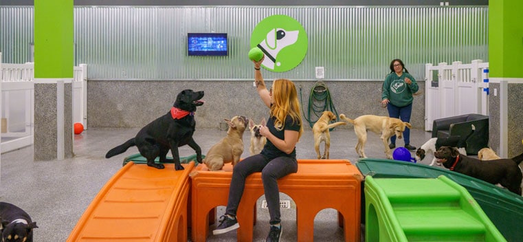 Staff throwing a ball for the dogs