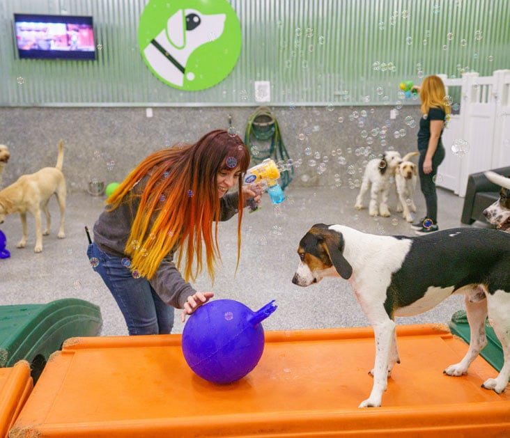 Dog playing with a ball in daycare