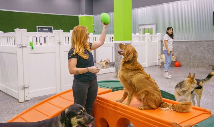 Staff with a football and golden retriever