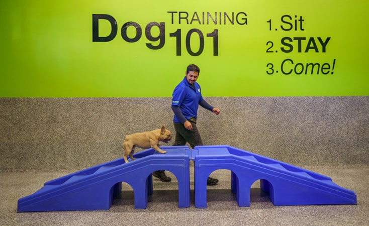 Dog trainer working with a small dog