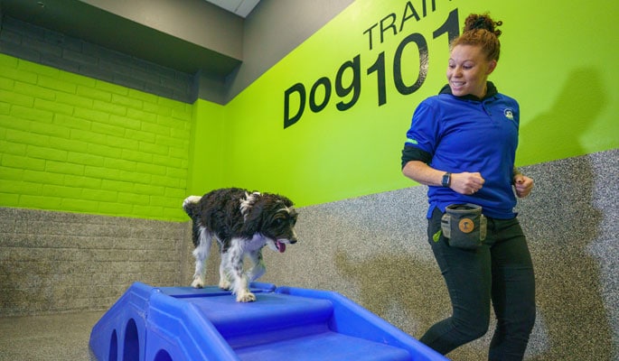 Dog with its trainer