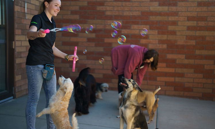 Dogs playing with bubbles