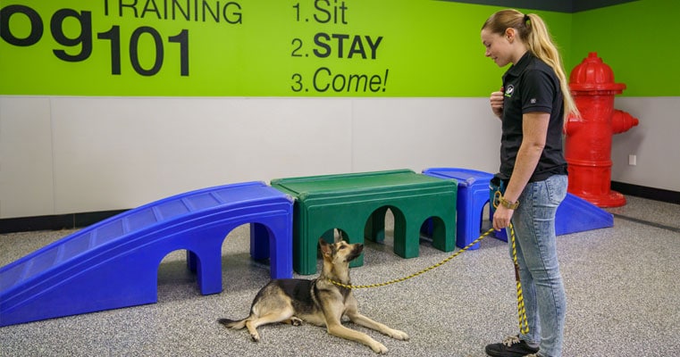 Trainer teaching a dog to stay