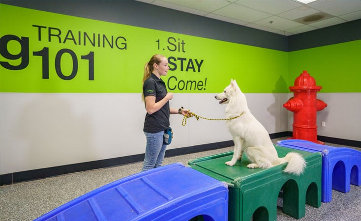 Dog trainer with a white dog