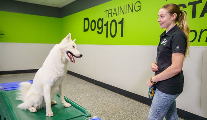 Dog with its trainer