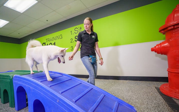 Trainer walking a dog on playground equipment